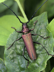 Longhorn beetle sitting on leaves with soft green background