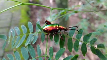 The Tansy Beetle Chrysolina graminis is a species of leaf beetle. It measures 7.7–10.5 mm in length and has a characteristic bright metallic green colouration. 