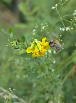 Bee on a flower surrounded by flowers and plants with soft background