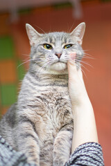 Obraz premium Funny cat smilling