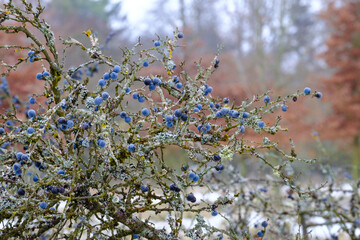 Schlehen  (lat.: Prunus spinosa) in einer verzweigten Schlehenhecke im Winter