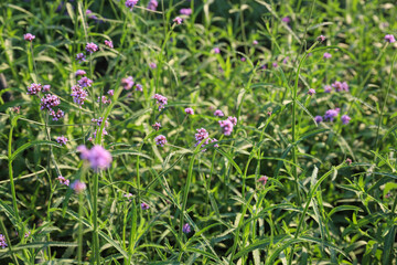A lot of purple flowers bloom in a green meadow.