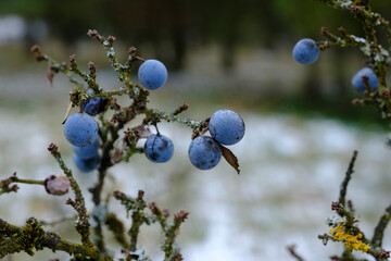 Blaue Schlehen / Früchte des Schlehdorn (lat.: Prunus spinosa) in einer Schlehenhecke im Winter...