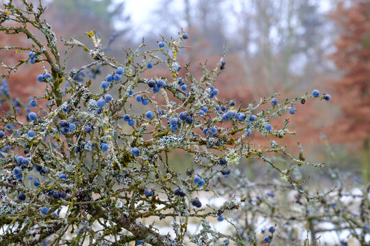 Schlehen  (lat.: Prunus spinosa) in einer verzweigten Schlehenhecke im Winter