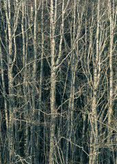 Grey alder forest in Norway at winter.