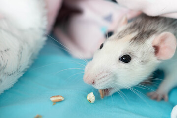 A cute decorative black and white rat sniffs and eats corn kernels.