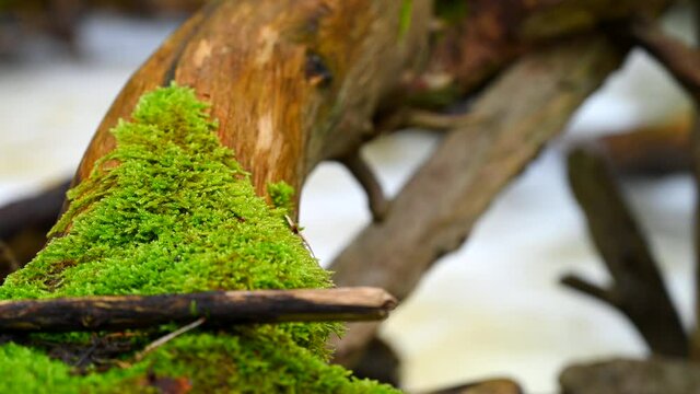 Moss on log with river background