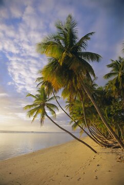 Palm trees and beach, Pigeon Point, Tobago, Trinidad and Tobago, West Indies, Caribbean, Central America