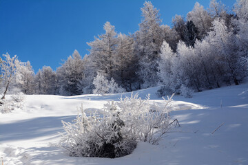 Snow-capped pine and conifer forest in the frost of winter and under a beautiful turquoise sky.
