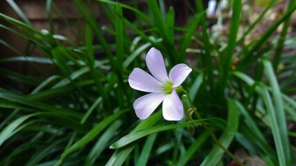 Oxalis triangularis Flower, commonly called false shamrock, is a species of perennial plant in the family Oxalidaceae. It is native to several countries in southern South America.