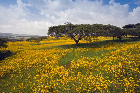 Acacia tree and yellow Meskel flowers in bloom after the rains, Green fertile fields, Ethiopian Highlands near the Simien mountains and Gonder, Ethiopia, Africa