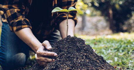 Young man transplanted small seedlings into mineral rich potting soil and prepared to water the plants, Plants help increase oxygen in the air and soil, Loving the Earth and Conserving the Environment