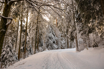 sunlight in winter forest