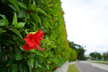 通りに咲くハイビスカス