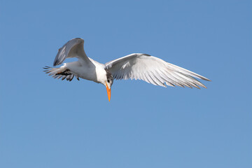 Royal tern (thalasseus maximus) in flight with wings spread and head looking down searching for food.