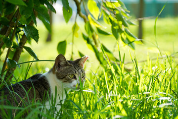 隠れんぼをする猫　キジ白