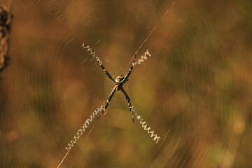 Tiger spider waiting for its prey