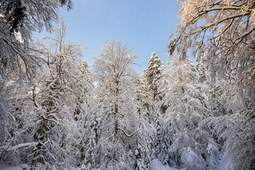 snow covered trees in winter