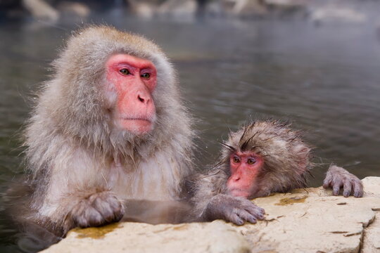 Japanese macaque (Macaca fuscata) (Snow monkey), mother and baby soaking in hot thermal spring pool, Joshin-etsu National Park, Honshu, Japan, Asia