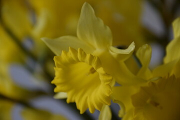 Fototapeta premium Jonquille narcisse jaune 