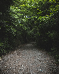 Fototapeta premium Camino arbolizado