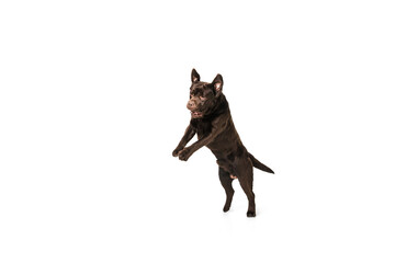 Jumping high. The brown, chocolate labrador retriever playing on white studio background. Young doggy, pet looks playful, cheerful, sincere kindly. Concept of motion, action, pet's love, dynamic.