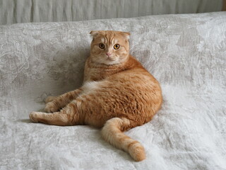 scottish fold yellow cat at home