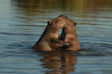 Fototapeta premium Two Capybaras hugging in the water