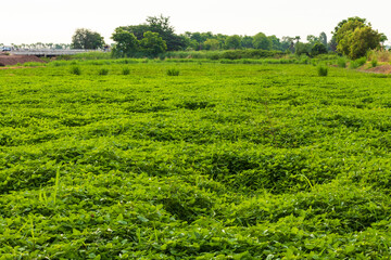 Fototapeta na wymiar View green beans crops cultivated to cover the soil.