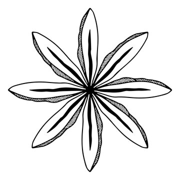 star anise, animon star, linear, black and white drawing, vector