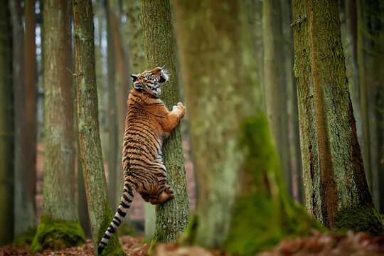 Young Amur tiger (Panthera tigris)  playing in the forest. A large feline beast climbs a tree. Siberian big cat in environment. Tiger in nature forest habitat.