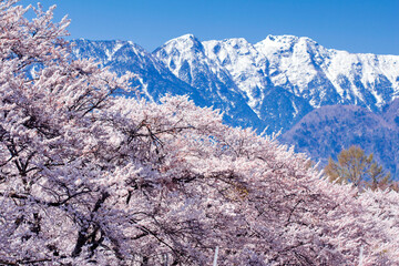 桜と南アルプス。雪と山と桜。