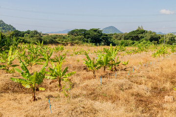 The banana trees were planted in the dried grass field with lines of blue water sprinkler.
