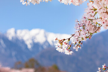 桜と南アルプス。雪と山と桜。