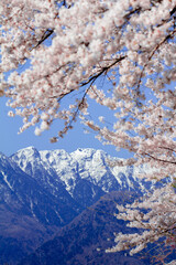 桜と南アルプス。雪と山と桜。