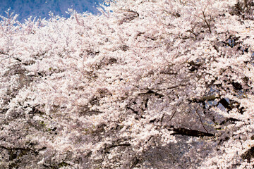 桜_満開_晴天