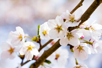 Obraz premium ソメイヨシノ_桜