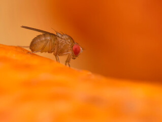 Fruit fly macro close up 