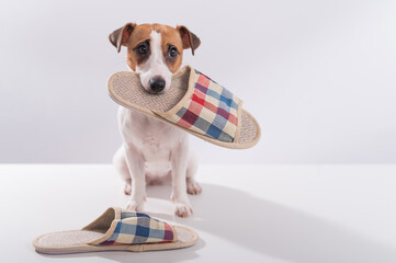 The dog holds in his mouth a slipper on a white background. Obedient Jack Russell Terrier gives the owner home shoes