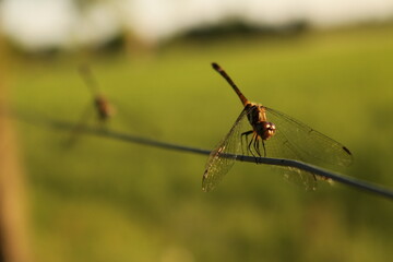 Two dragonflies resting on a wire