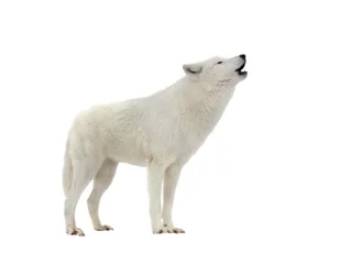 Schilderijen op glas howling white arctic wolf in winter isolated on white background © fotomaster