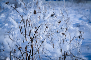 frozen snow on branches in a field
