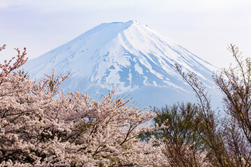 桜と富士山