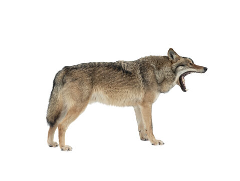 gray wolf with open mouth isolated on white background