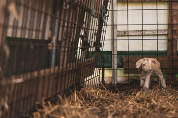 Fototapeta premium a little white, very freshly born lamb is standing in the barn very curious about everything. still a bit shaky on his feet.