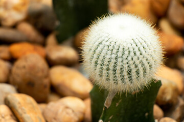 Green color cactus with white hair budding on another cactus