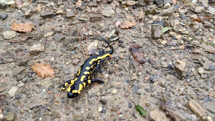 salamandra, animal, anfíbio, gekko, naturaleza, amarilla, negro, fuego, reptilia, aislada, fauna, inhospitalario, mojado, salamandra, anfibio, blanco, cola, manchado, fauna, macro, verde, espacio publ