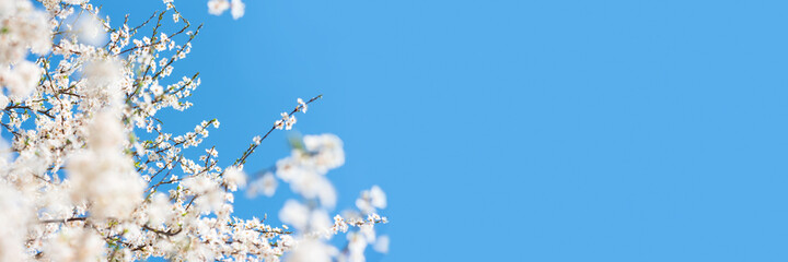 Banner 3:1. White cherry blossom sakura in spring time against blue sky. Nature background. Soft...