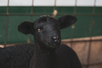 a very young, happy black lamb with a smile on his face