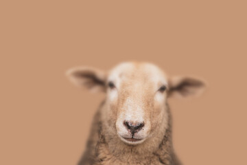 a Photography perfect for Illustration  with lots of copy space. a sheep whose nose is the center of the picture. Background is blurred and held in pastel brown.
